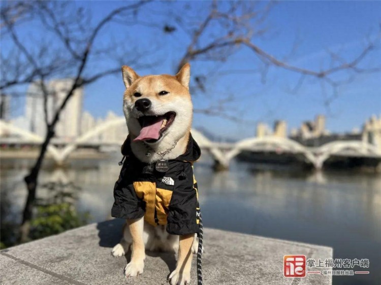 事关养犬！福州发布通知！细则来了！