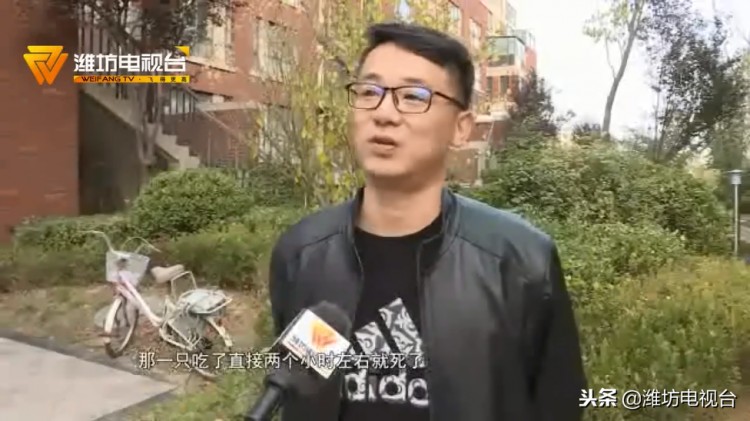 可恨！坊子某小区内多只宠物狗离奇死亡原因究竟是……