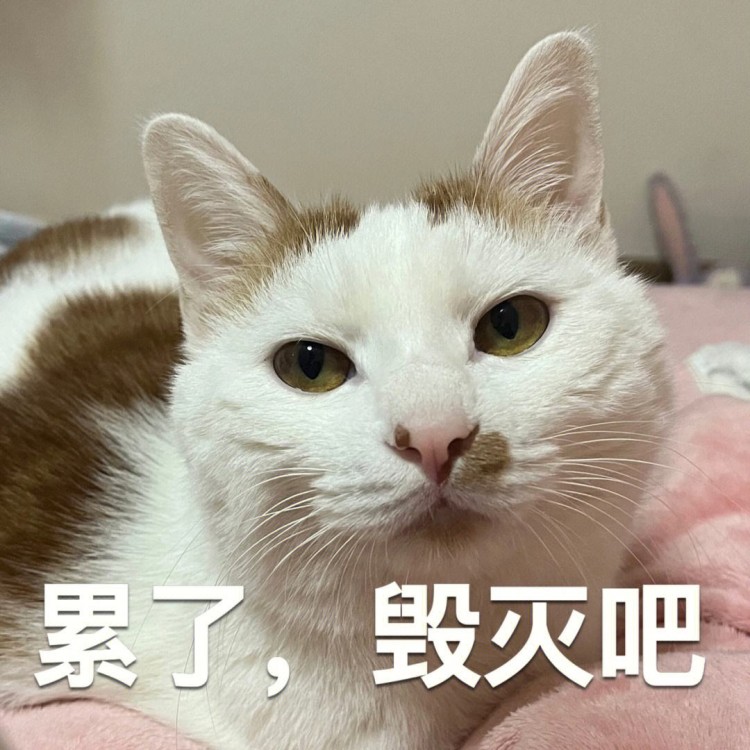 真相来了！田园猫和宠物猫到底哪个会更好