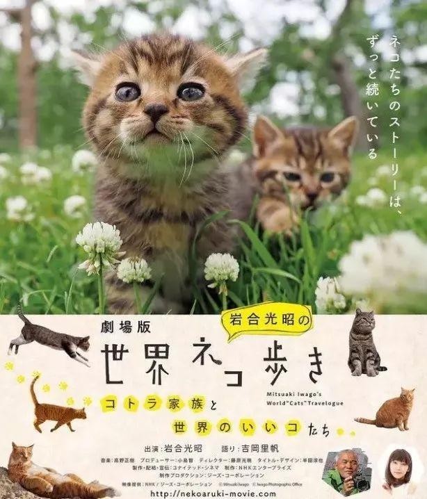 拍电影时猫奴导演全程围着猫转，演员：“也照顾下人类好吗？”