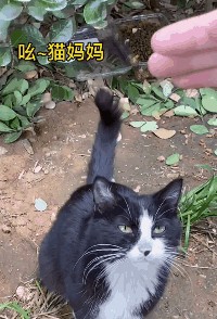 瞅见猫咪盲盒刚想喷但一看…这卖家竟然是猫妈