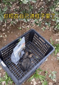 瞅见猫咪盲盒刚想喷但一看…这卖家竟然是猫妈