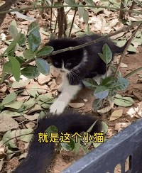 瞅见猫咪盲盒刚想喷但一看…这卖家竟然是猫妈