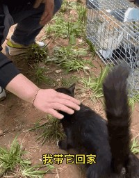 瞅见猫咪盲盒刚想喷但一看…这卖家竟然是猫妈