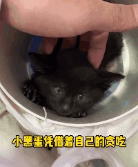 瞅见猫咪盲盒刚想喷但一看…这卖家竟然是猫妈