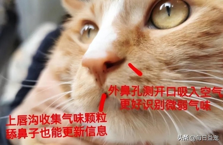 猫咪的嗅觉有多厉害方圆3公里的母猫发情它都能闻出来