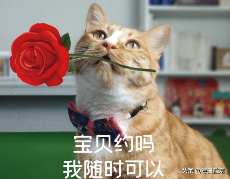 猫咪的嗅觉有多厉害方圆3公里的母猫发情它都能闻出来