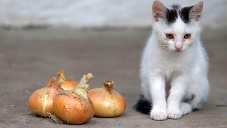 别喂猫咪这6样食物导致拉稀还易生病可别不当回事！