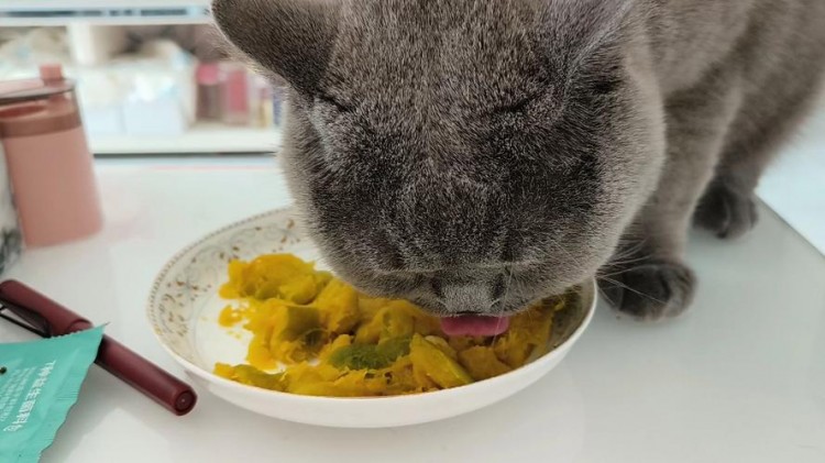 别喂猫咪这6样食物导致拉稀还易生病可别不当回事！