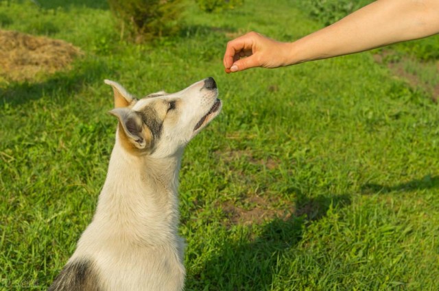 吃什么可以让狗狗毛色好看 这些食物可以喂狗狗