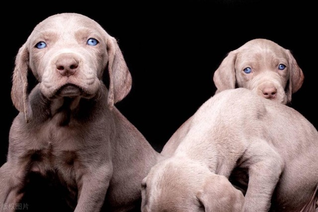 真正的锤子！人类最好的朋友！解密威玛猎犬的人生经历和历史