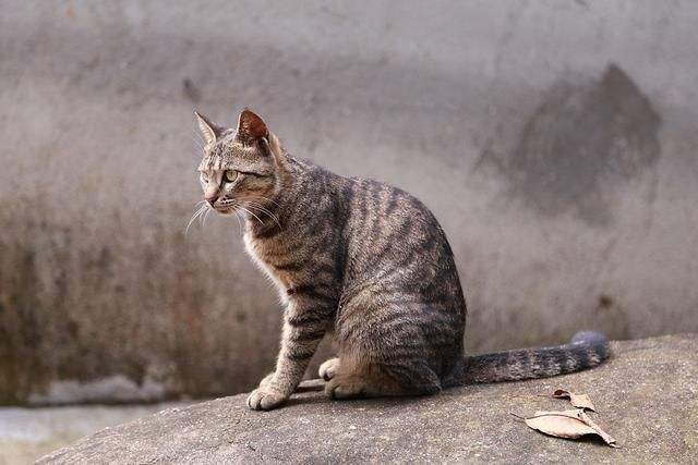 不要认错了狸花猫所有人都在养它你掉队了