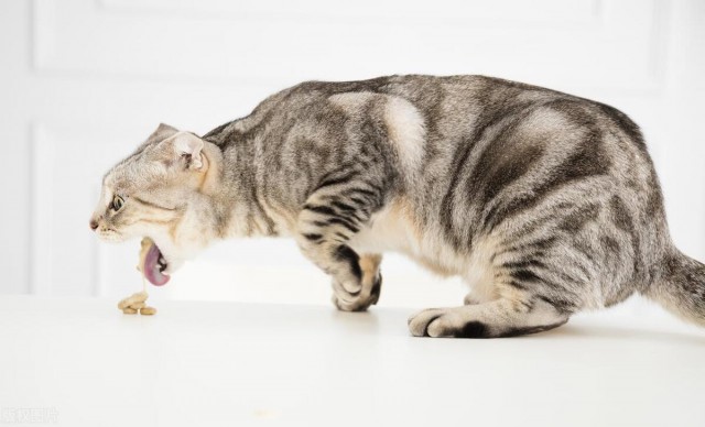 你知道猫咪伤心的表现有那些吗