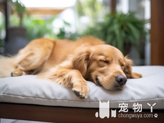 柴犬战斗力排行Top榜