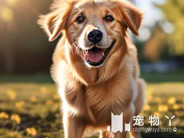 罗威纳犬站起来多高？