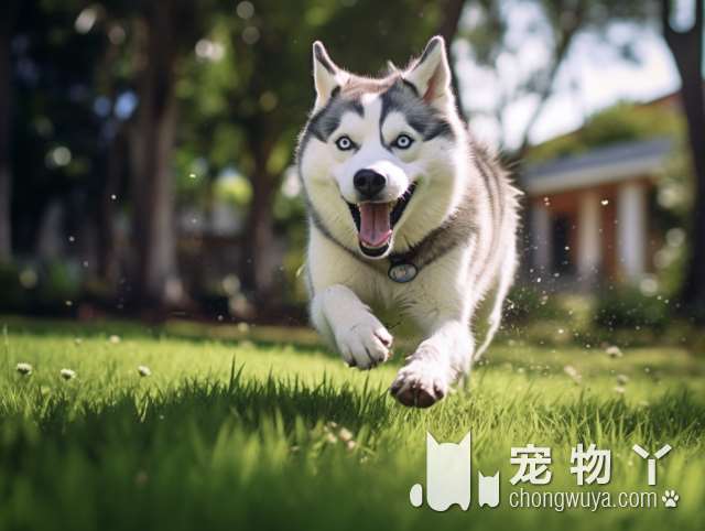 日本柴犬的名字是什么？