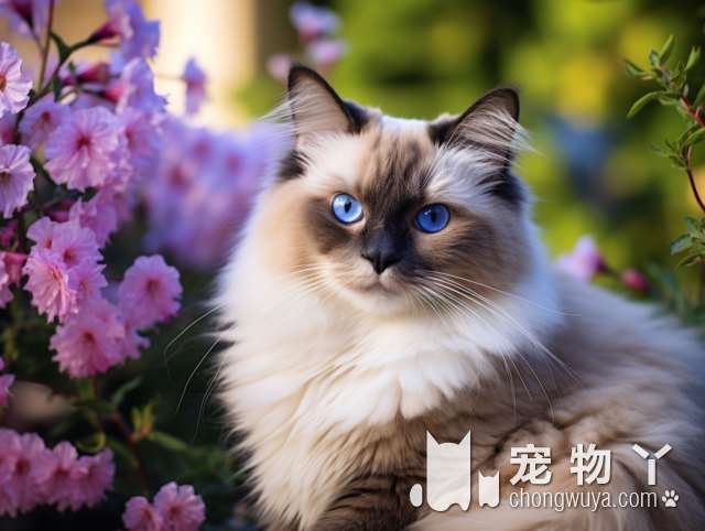 斯芬克斯猫咪需要体外驱虫吗？