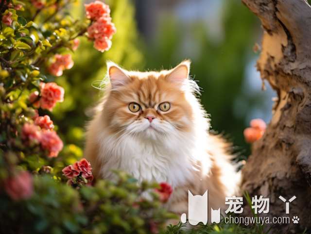 猫咪为什么有一只飞机耳？