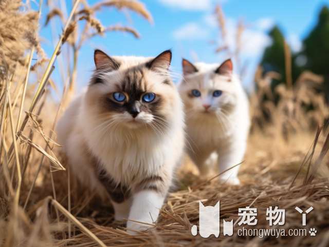 暹罗猫好养还是蓝猫好养？