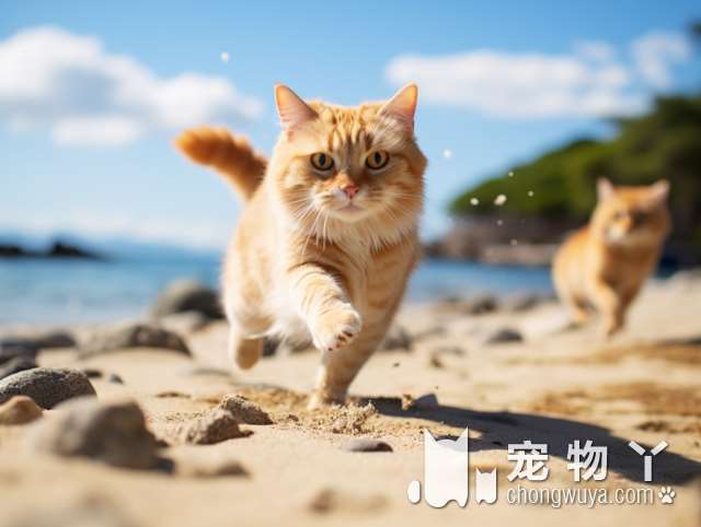 猫咪生病了怎么办？来福州瑞鹏宠物医院急重症转诊中心寻求高效救助!